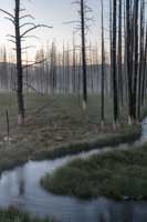 Tangled Creek Dead Trees